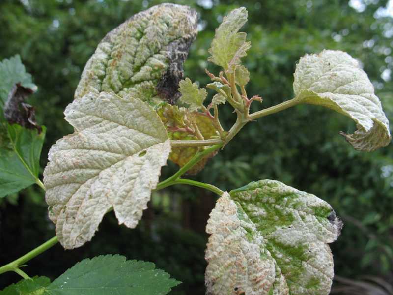 Powdery mildew Outdoors